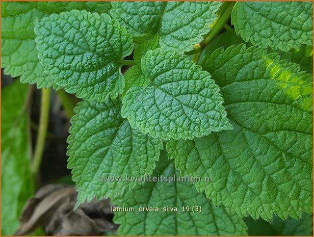 Lamium orvala 'Silva' | Grootbloemige dovenetel, Dovenetel | Großblütige Taubnessel