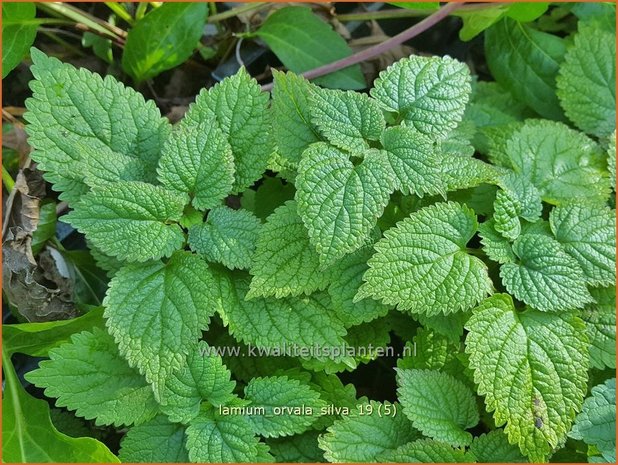 Lamium orvala 'Silva' | Grootbloemige dovenetel, Dovenetel | Großblütige Taubnessel