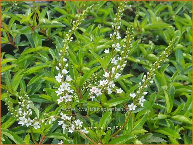 Lysimachia barystachys | Wederik | Nickende Felberich
