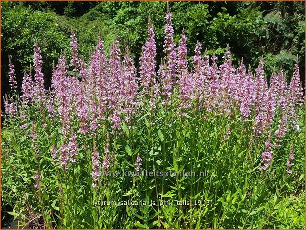 Lythrum salicaria 'JS Pink Tails' | Kattenstaart | Blutweiderich
