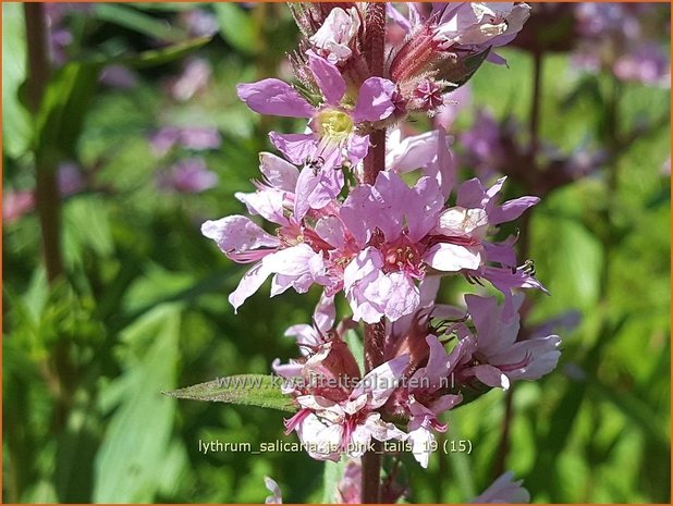 Lythrum salicaria 'JS Pink Tails' | Kattenstaart | Blutweiderich