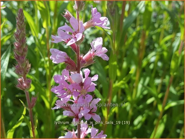 Lythrum salicaria 'JS Pink Tails' | Kattenstaart | Blutweiderich