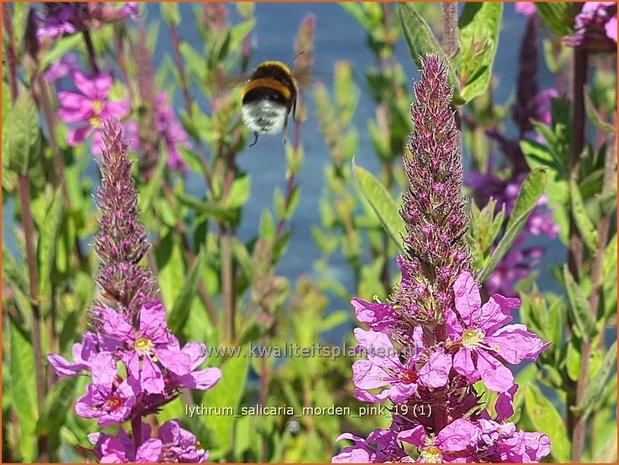 Lythrum salicaria 'Morden Pink' | Kattenstaart | Blutweiderich