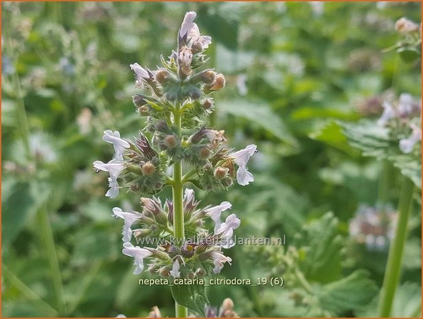 Nepeta cataria citriodora | Kattenkruid | Zitronen-Katzenminze