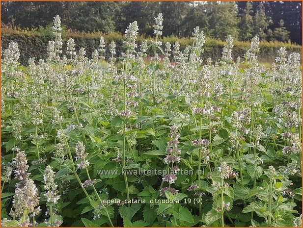 Nepeta cataria citriodora | Kattenkruid | Zitronen-Katzenminze