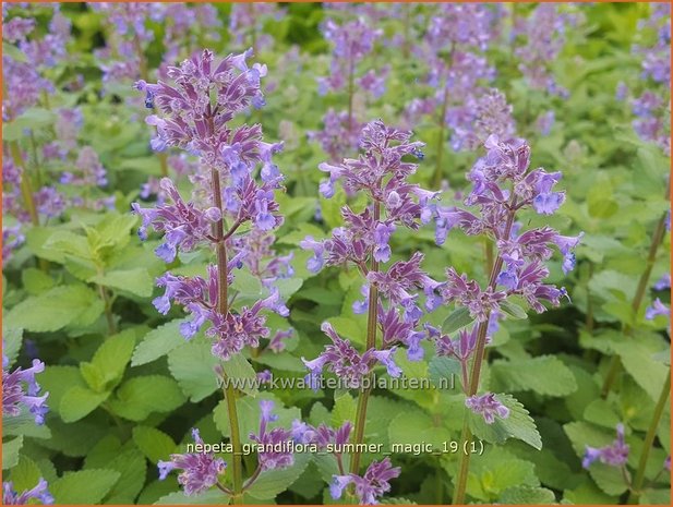 Nepeta grandiflora 'Summer Magic' | Kattenkruid | Großblütige Katzenminze