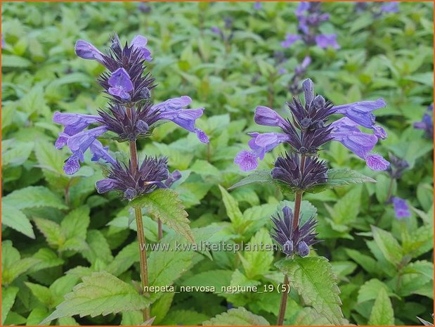Nepeta nervosa 'Neptune' | Kattenkruid | Geaderte Katzenminze
