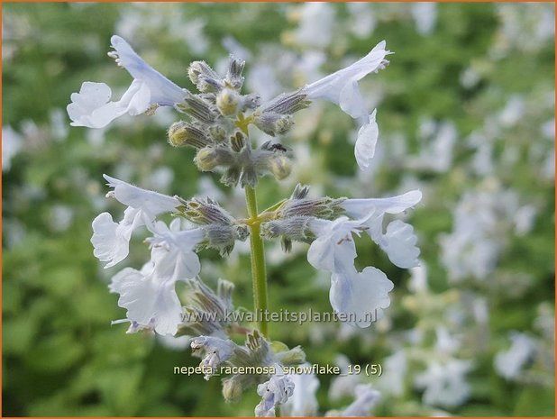 Nepeta racemosa 'Snowflake' | Kattenkruid | Traubige Katzenminze