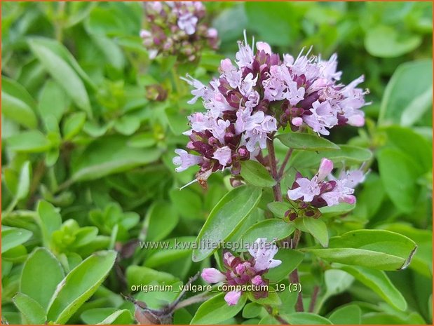 Origanum vulgare 'Compactum' | Wilde marjolein, Oregano, Marjolein, Majoraan | Gewöhnlicher Dost | Wild Oregano