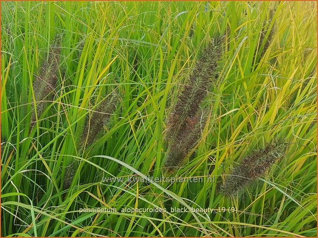Pennisetum alopecuroides 'Black Beauty' | Lampenpoetsersgras, Borstelveergras | Lampenputzergras