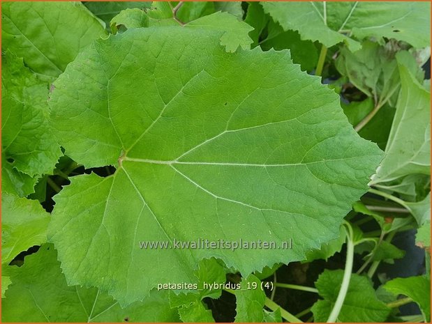 Petasites hybridus | Groot hoefblad, Allemansverdriet, Pestwortel, Hoefblad | Gewöhnliche Pestwurz