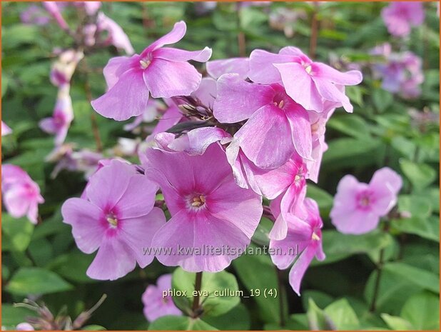 Phlox 'Eva Cullum' | Hoge vlambloem, Vlambloem, Flox, Floks | Hohe Flammenblume