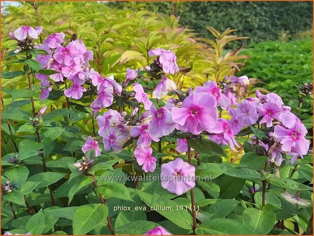 Phlox 'Eva Cullum' | Hoge vlambloem, Vlambloem, Flox, Floks | Hohe Flammenblume