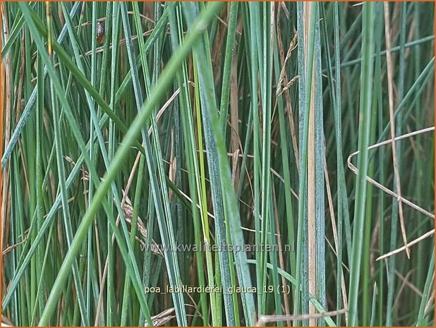 Poa labillardierei &#39;Glauca&#39; | Blauw beemdgras, Beemdgras | Hechtblaues Rispengras