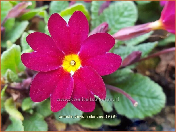 Primula 'David Valentine' | Sleutelbloem | Primel