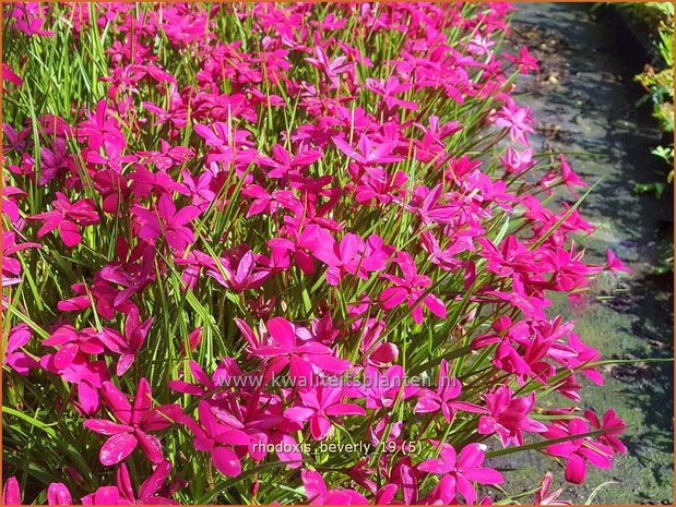 Rhodoxis 'Beverly' | Rapsterretje, Sterretjesgras | Grasstern
