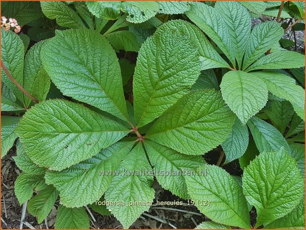 Rodgersia pinnata 'Hercules' | Schout-bij-nacht, Kijkblad | Fiederblättriges Schaublatt