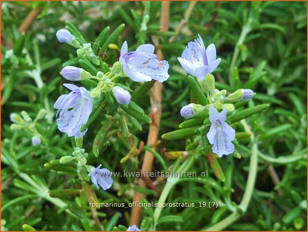 Rosmarinus officinalis 'Prostratus' | Rozemarijn | Rosmarin