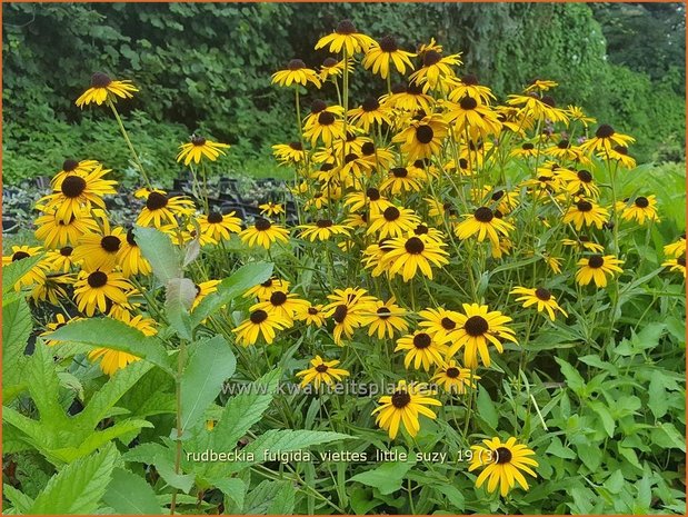 Rudbeckia fulgida 'Viette's Little Suzy' | Zonnehoed | Gewöhnlicher Sonnenhut