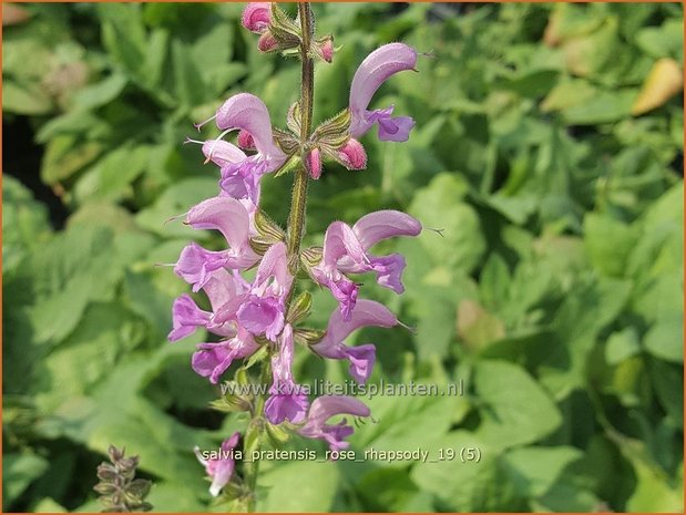 Salvia pratensis 'Rose Rhapsody' | Veldsalie, Weidesalie, Salie, Salvia | Wiesen-Salbei | Meadow Sage