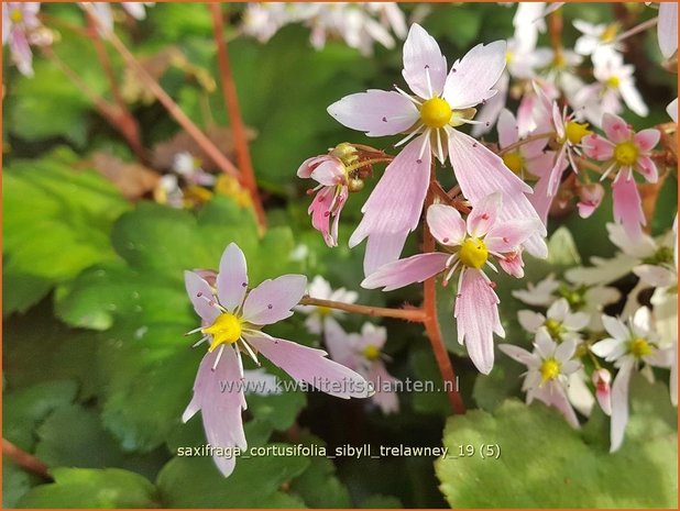 Saxifraga cortusifolia 'Sibyll Trelawney' | Herfststeenbreek, Steenbreek | Herbst-Steinbrech