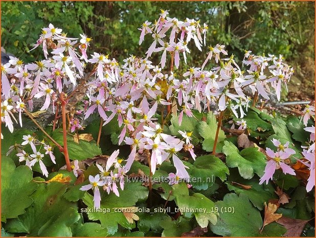 Saxifraga cortusifolia 'Sibyll Trelawney' | Herfststeenbreek, Steenbreek | Herbst-Steinbrech