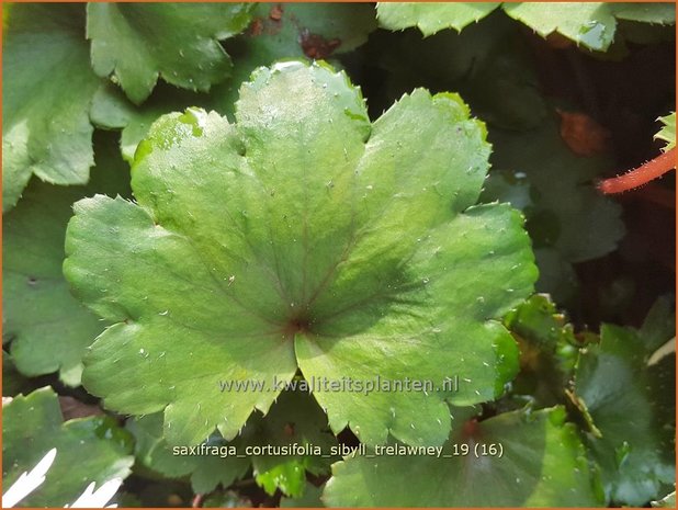 Saxifraga cortusifolia 'Sibyll Trelawney' | Herfststeenbreek, Steenbreek | Herbst-Steinbrech