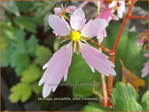 Saxifraga cortusifolia 'Sibyll Trelawney' | Herfststeenbreek, Steenbreek | Herbst-Steinbrech