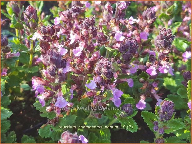 Teucrium chamaedrys 'Nanum' | Gamander | Echter Gamander