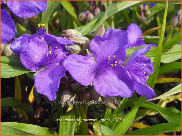 Tradescantia 'Purewell Giant' | Eendagsbloem, Vaderplant, Matrozensla | Dreimasterblume