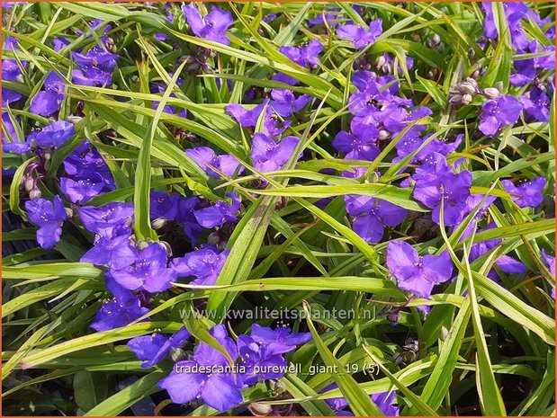 Tradescantia 'Purewell Giant' | Eendagsbloem, Vaderplant, Matrozensla | Dreimasterblume