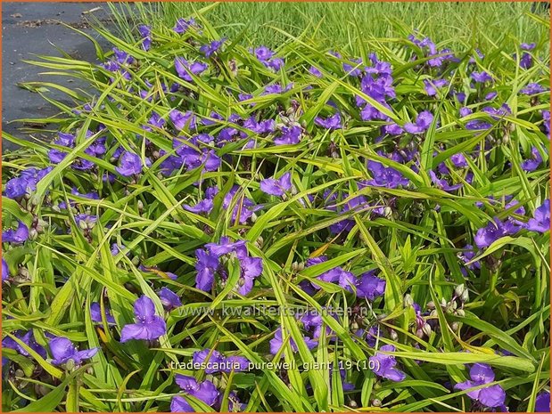 Tradescantia 'Purewell Giant' | Eendagsbloem, Vaderplant, Matrozensla | Dreimasterblume