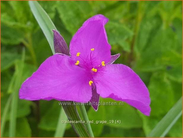 Tradescantia 'Red Grape' | Eendagsbloem, Vaderplant, Matrozensla | Dreimasterblume