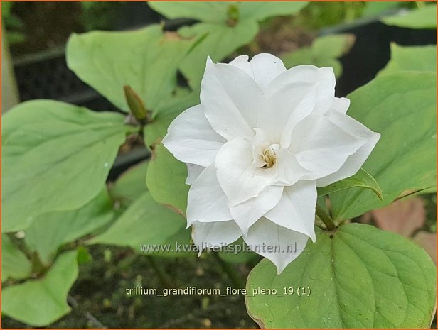 Trillium grandiflorum 'Flore Pleno' | Drieblad, Boslelie | Großblütiges Dreiblatt