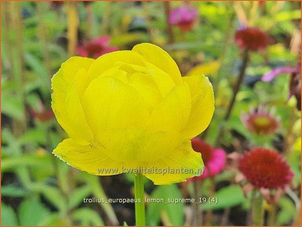 Trollius europaeus 'Lemon Supreme' | Globebloem, Kogelbloem | Europäische Trollblume