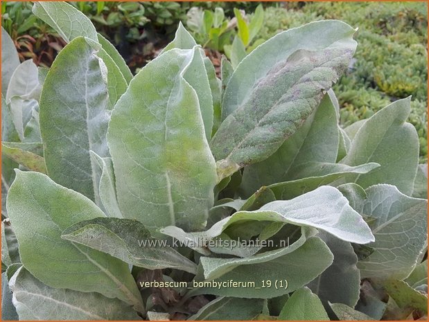 Verbascum bombyciferum | Koningskaars, Toorts | Seidige Königskerze