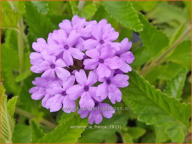 Verbena 'La France' | IJzerhard | Eisenkraut