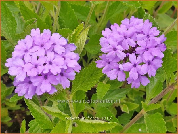 Verbena 'La France' | IJzerhard | Eisenkraut
