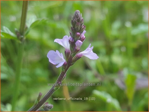 Verbena officinalis | IJzerhard | Echtes Eisenkraut