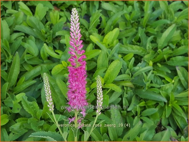 Veronica spicata 'Rosa Zwerg' | Aarereprijs, Ereprijs | Ähren-Ehrenpreis