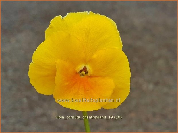 Viola cornuta 'Chantreyland' | Hoornviooltje, Viooltje | Hornveilchen