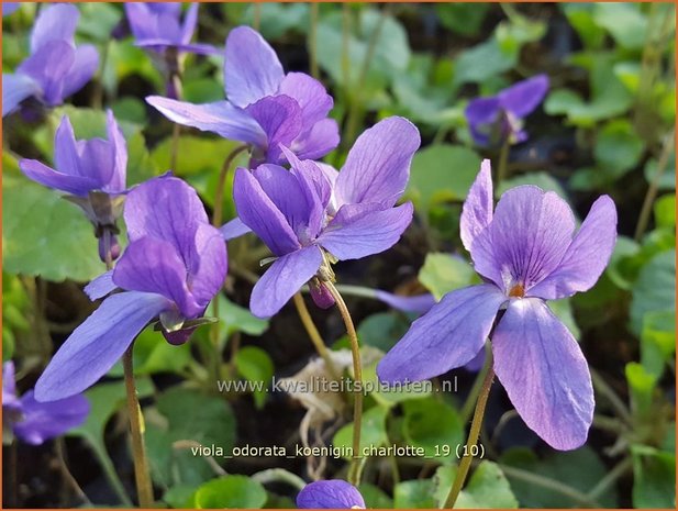 Viola odorata 'Königin Charlotte' | Maarts viooltje, Welriekend viooltje, Viooltje | Duftveilchen