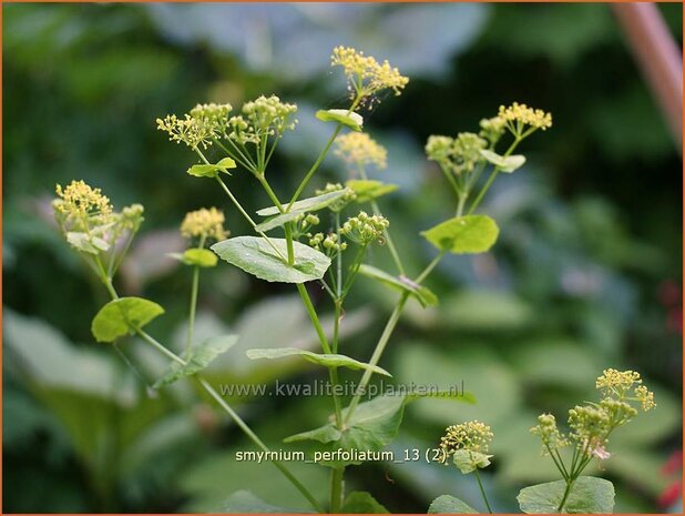 Smyrnium perfoliatum | Doorwaskervel, Zwarte kervel, Kervel | Stängelumfassende Gelbdolde