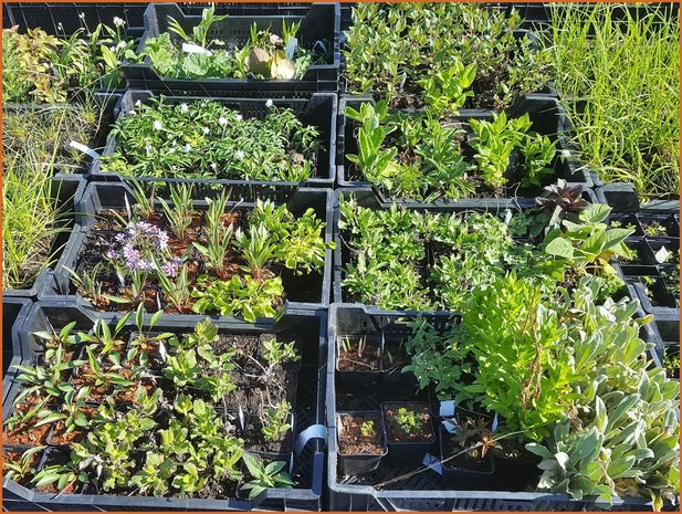 Mixpakket 24 planten, van € 1,70 voor € 1,50 per stuk