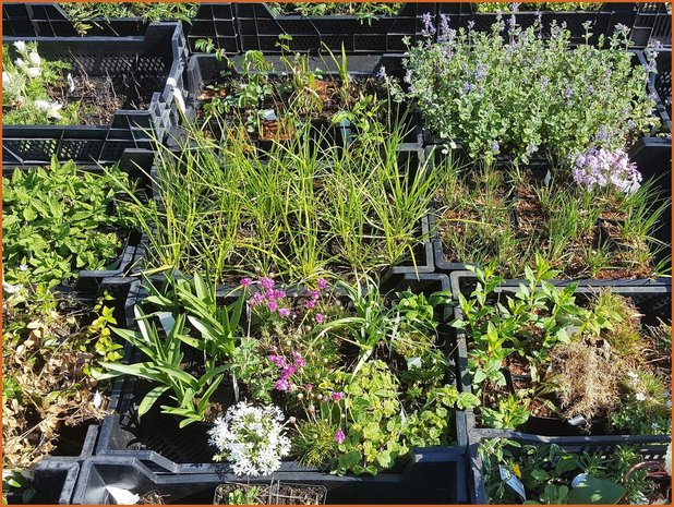 Mixpakket 12 planten, van € 1,80 voor € 1,60 per stuk