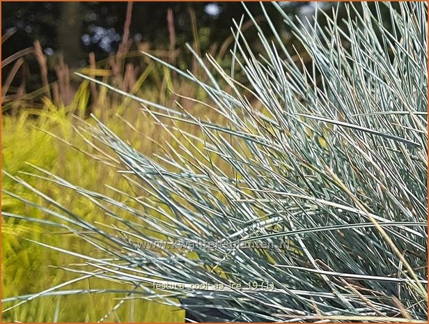 Festuca glauca 'Cool as Ice' | Blauw schapengras, Zwenkgras, Schapengras | Blauschwingel