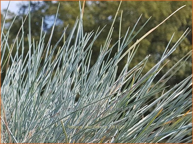 Festuca glauca 'Cool as Ice' | Blauw schapengras, Zwenkgras, Schapengras | Blauschwingel