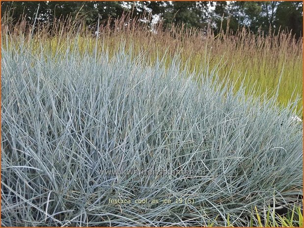 Festuca glauca 'Cool as Ice' | Blauw schapengras, Zwenkgras, Schapengras | Blauschwingel