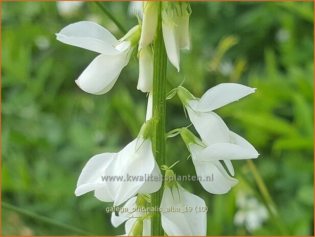 Galega officinalis 'Alba' | Geitenruit | Echte Geißraute