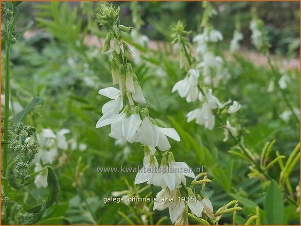 Galega officinalis 'Alba' | Geitenruit | Echte Geißraute